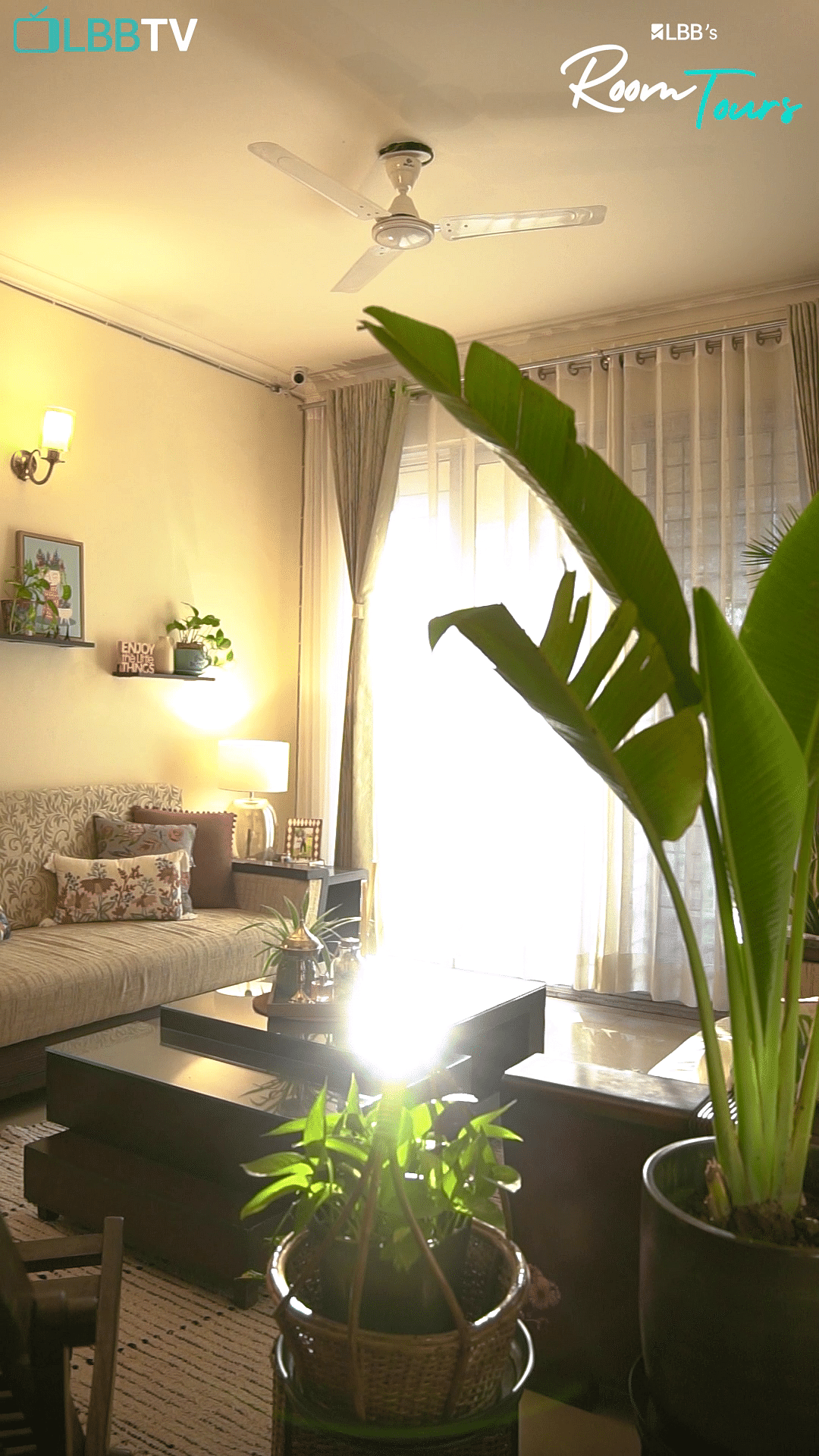 Property,Plant,Houseplant,Green,Lighting,Interior design,Terrestrial plant,Wood,Arecales,Shade