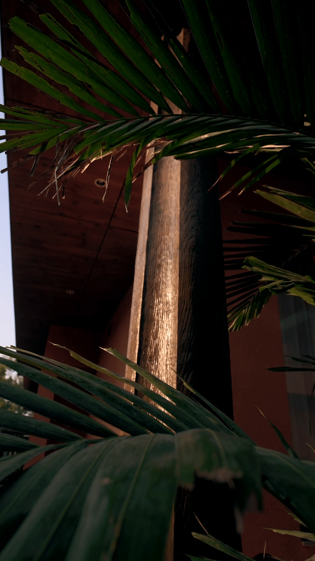 Plant,Building,Light,Arecales,Terrestrial plant,Vegetation,Tree,Woody plant,Tints and shades,Trunk