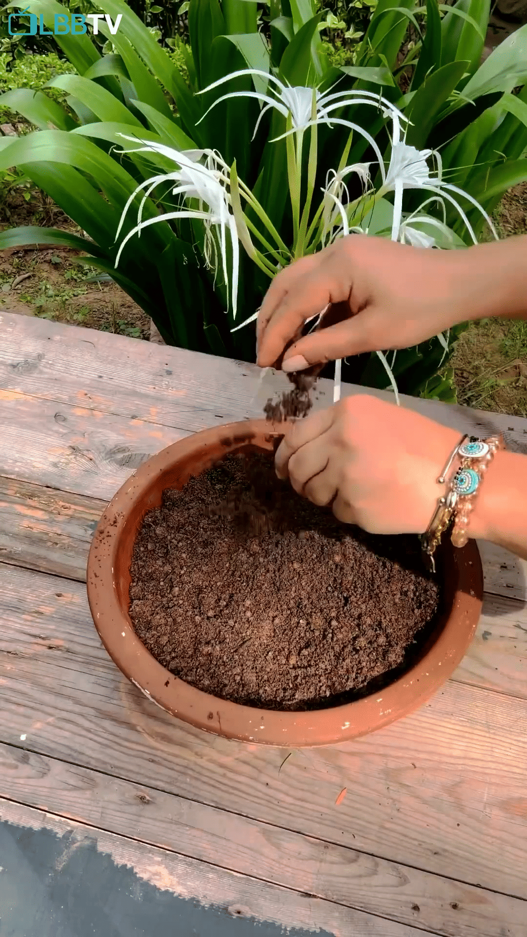 Plant,Flowerpot,Grass,Terrestrial plant,Houseplant,Wood,Soil,Nail,Seed,Flowering plant