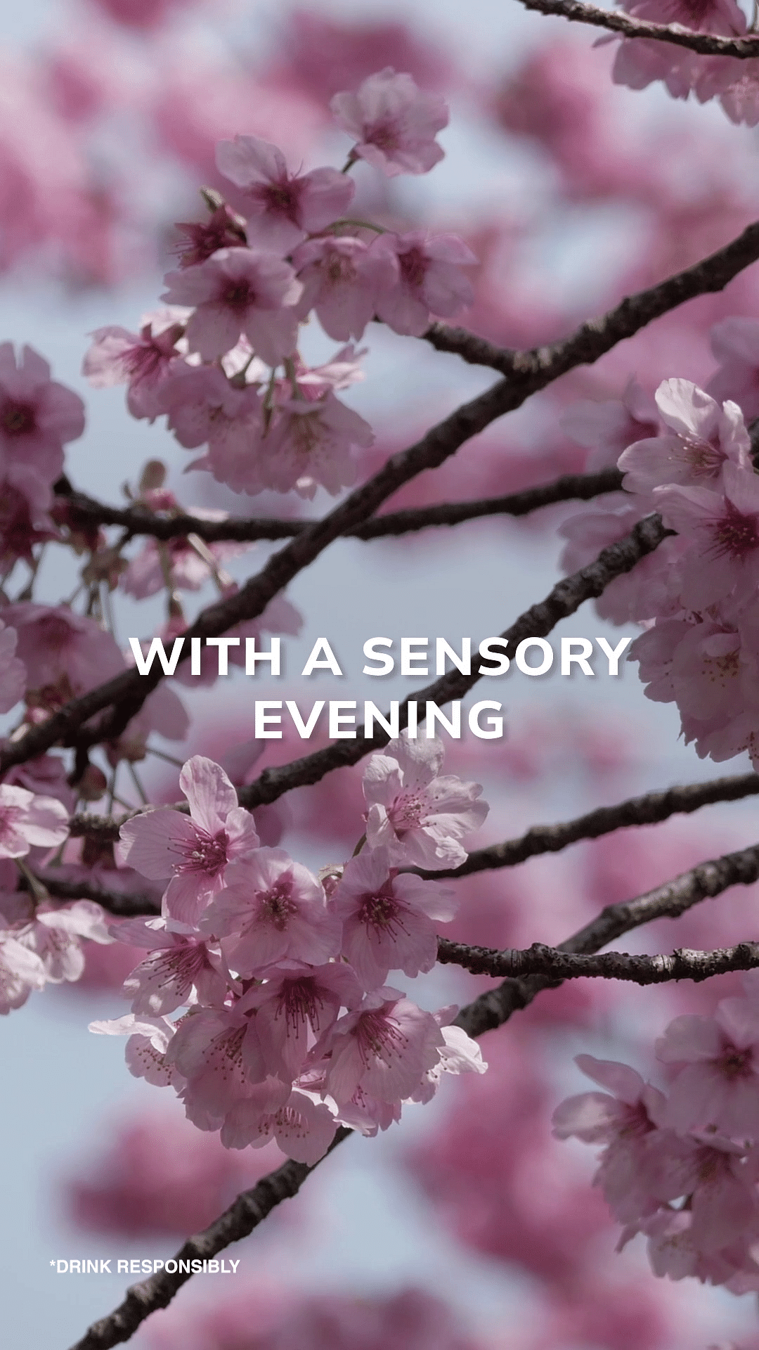 Petal,Pink,Blossom,Photo caption,Cherry blossom,Prunus