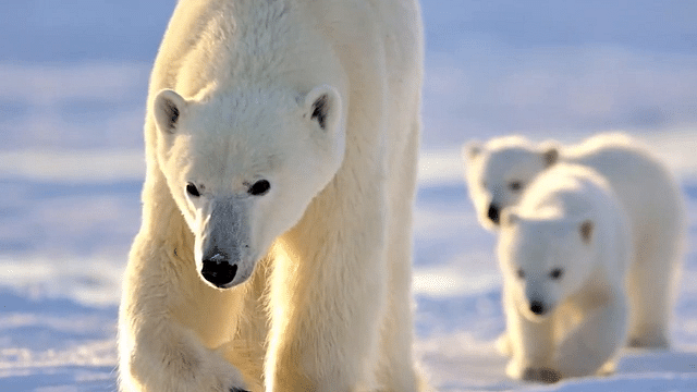 Raising Awareness for Polar Be