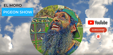 Florida The Pigeon Capital of The United States Part 1_ Interviews with Top Fanc