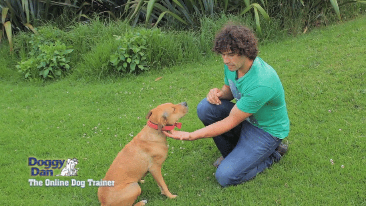 Doggy clearance dan training