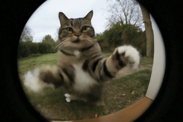 Video 12
