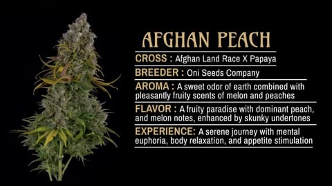 Strain Info: Afghan Peach by CommCan