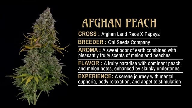 Strain Info: Afghan Peach by C