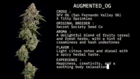 Strain Info: Augmented OG by CommCan