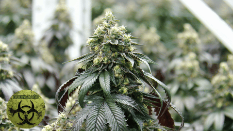 Strain Info: BioHazard br CommCan