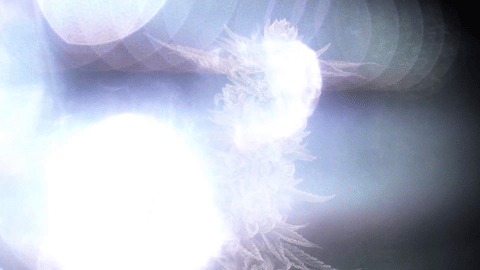 Strain Info: Boston Glaze by CommCan