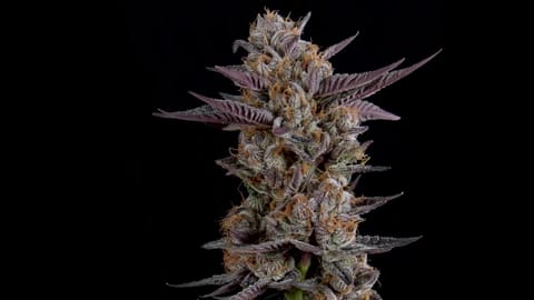 Strain Info: Croissant by CommCan