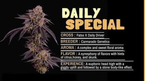Strain Info: Daily Special by CommCan