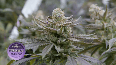 Strain Info: Grape Margy by CommCan