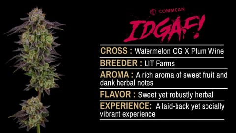 Strain Info: IDGAF by CommCan