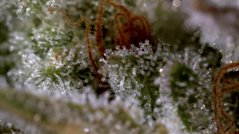 Strain Info: The Nightmare by CommCan