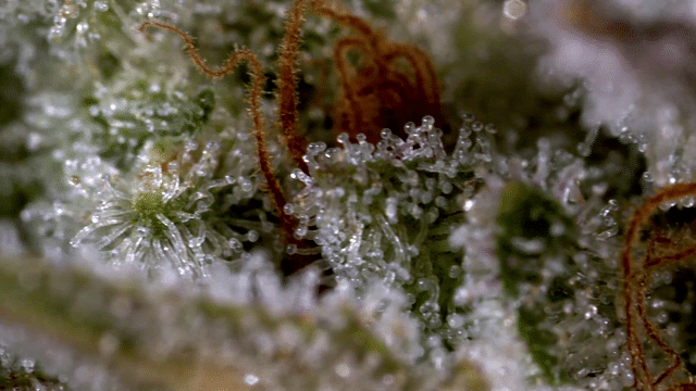 Strain Info: The Nightmare by 