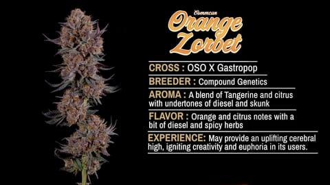 Strain Info: Orange Zorbet by CommCan