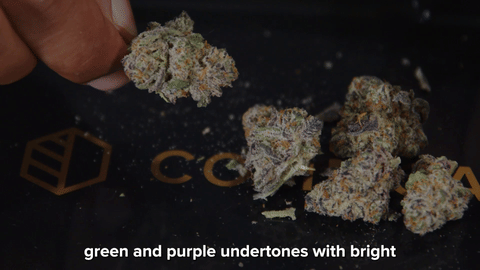 Strain Review: Pure Michigan by CommCan