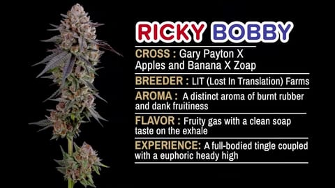 Strain Info: Ricky Bobby by CommCan