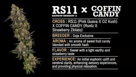 Strain Info: RS11 x Coffin Candy by CommCan