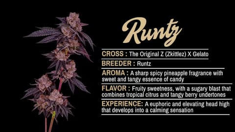 Strain Info: Runtz by CommCan