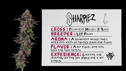 Strain Info: Sharpiez by CommCan