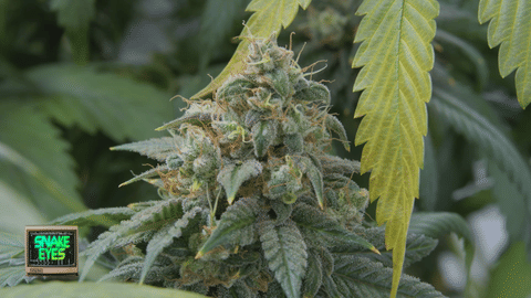 Strain Info: Snake Eyes by CommCan