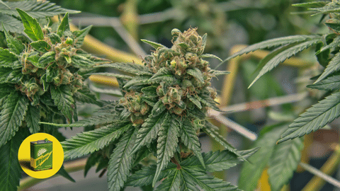 Strain Info: Sour Diesel by CommCan