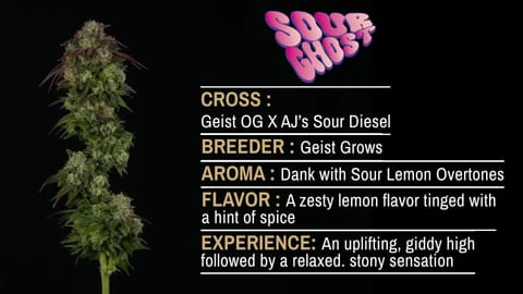 Strain Info: Sour Ghost by CommCan