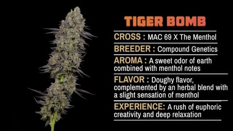Strain Info: Tiger Bomb by CommCan