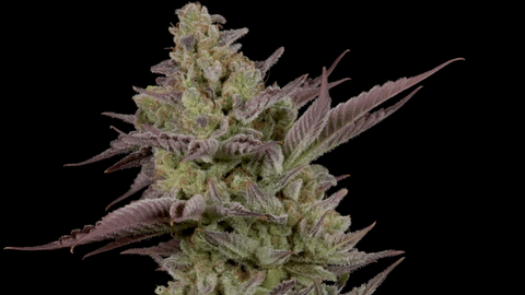 Strain Info: Tigermelon by CommCan