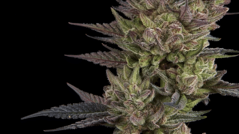 Strain Info: Titty Sprinkles by CommCan