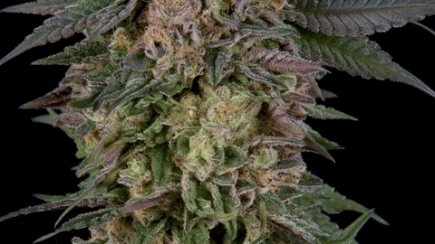 Strain Info: Tokyo Snow by CommCan