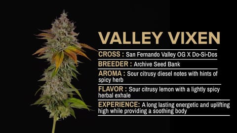 Strain Info: Valley Vixen by CommCan