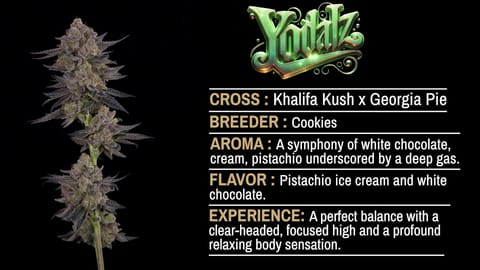 Strain Info: Yodalz by CommCan