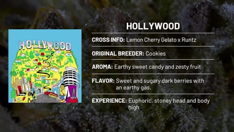 Strain Info: Hollywood by Cookies