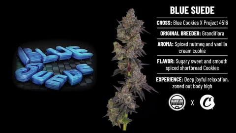 Strain Info: Blue Suede by Cookies
