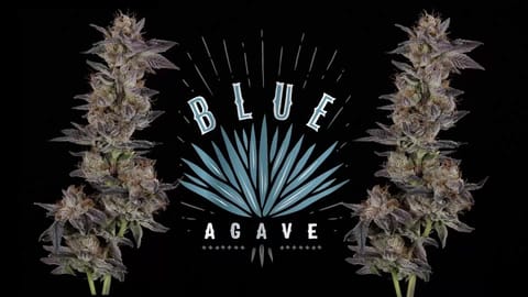 Blue Agave - Info - Now Available - TV