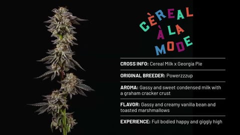 Strain Info - Cereal - A - La Mode - Cookies by CommCan