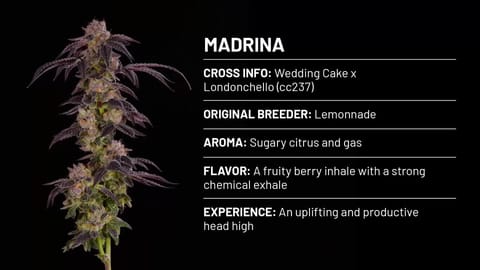 Strain - Madrina 360 Info (TV)