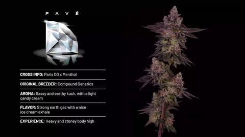 Strain - Pave Info 360