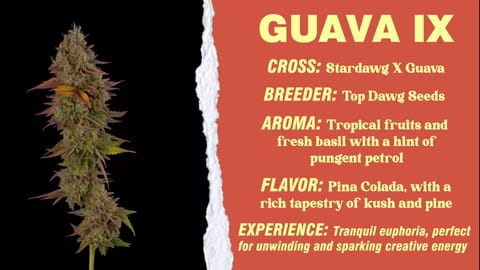 Strain - Guava IX Info