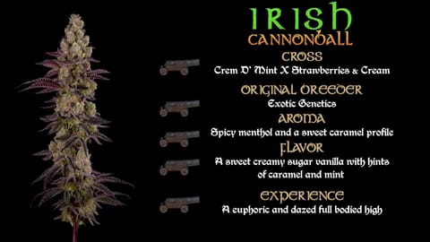 Strain - Irish Cannonball 360 Info