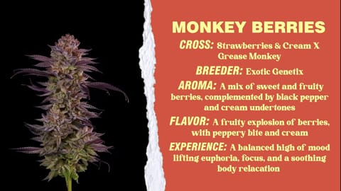 Strain - Monkey Berries 360 Info
