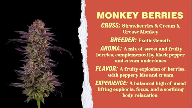 Strain - Monkey Berries 360 In
