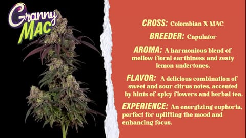 Strain - Granny MAC Info