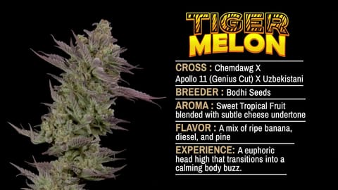 Tiger Melon Strain Highlights - CommCan MA