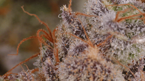 Twin Flame Strain Highlights - CommCan MA