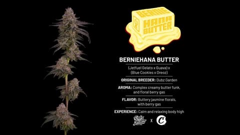 Cookies Berniehana Butter Strain Highlights - CommCan MA