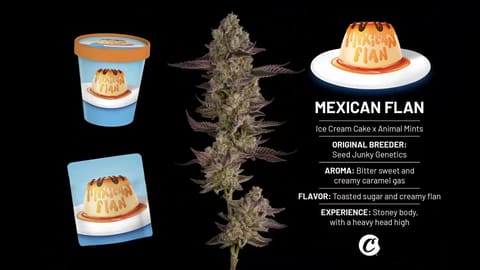 Cookies Mexican Flan Strain Highlights - CommCan MA