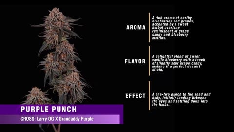 Purple Punch Strain Highlights - CommCan MA